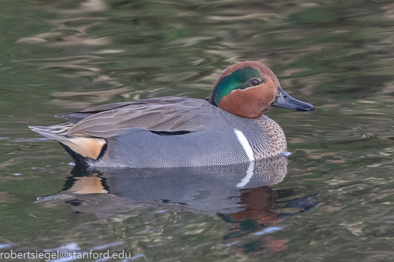 emily renzel wetlands